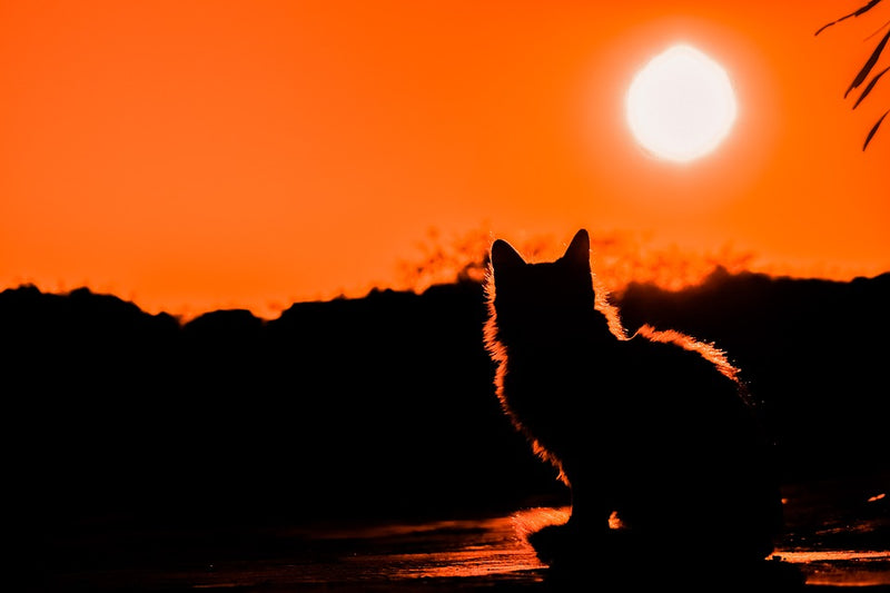 Why Do Cats Love the Sun?