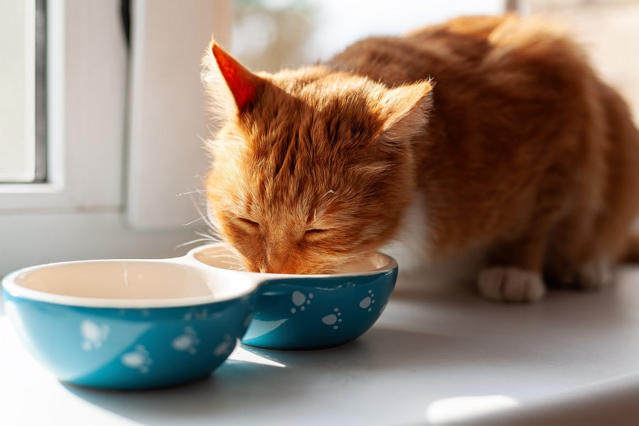 Comment nourrir un chaton ?