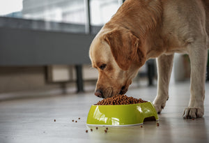 Alimentation du chien : Comment s’y prendre ?