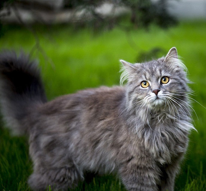 Maine Coon Cats: How to Raise Them Well