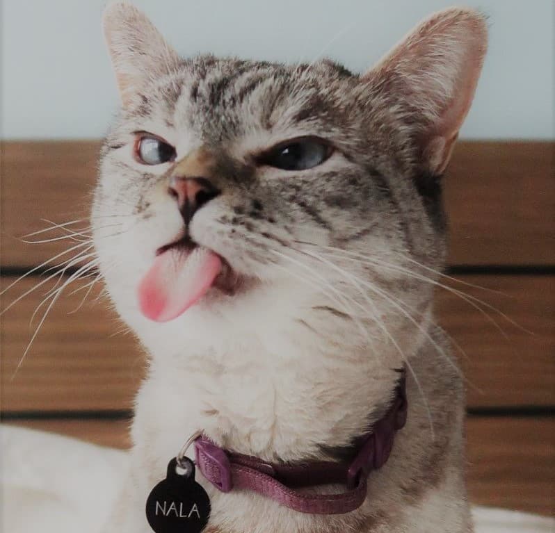 Nala the cat influencer