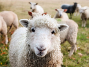 Comment adopter des animaux de la ferme chez soi ?