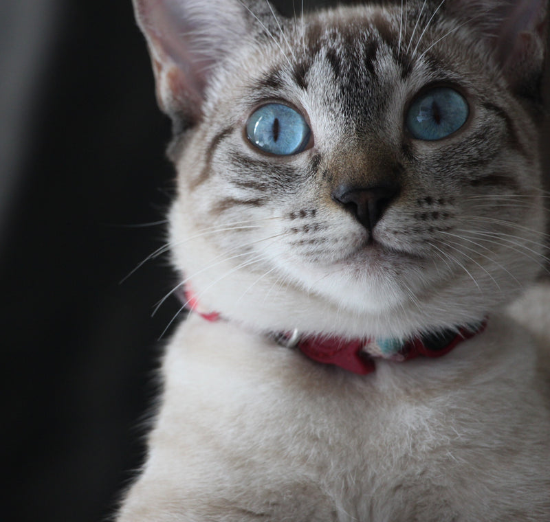 Alles über Katzenhalsbänder