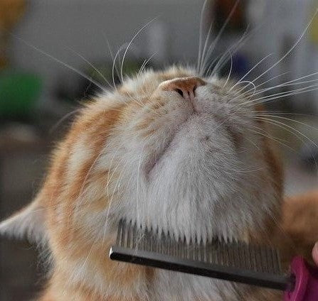 Katze bürsten: Fellpflege