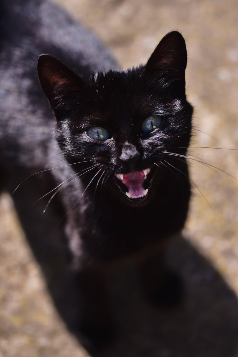 Aggressive Katze Fluoxetin