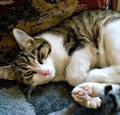 How to Remove Cat Hair: Easy Tips That Work