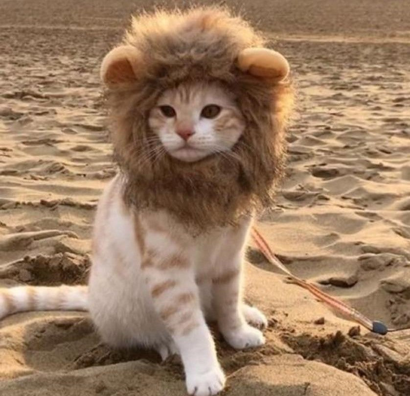 déguisement chat lion