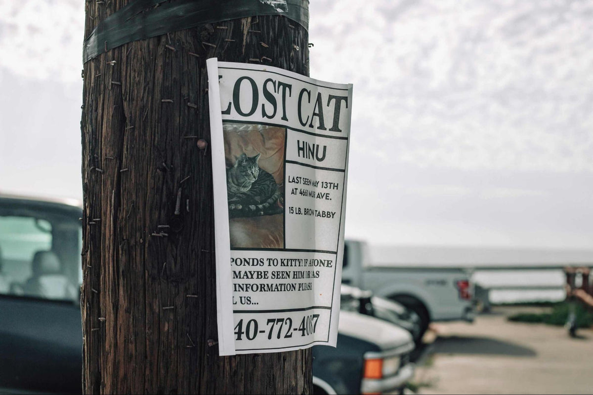 ¿Cómo encontrar a un gato perdido? Nuestros consejos