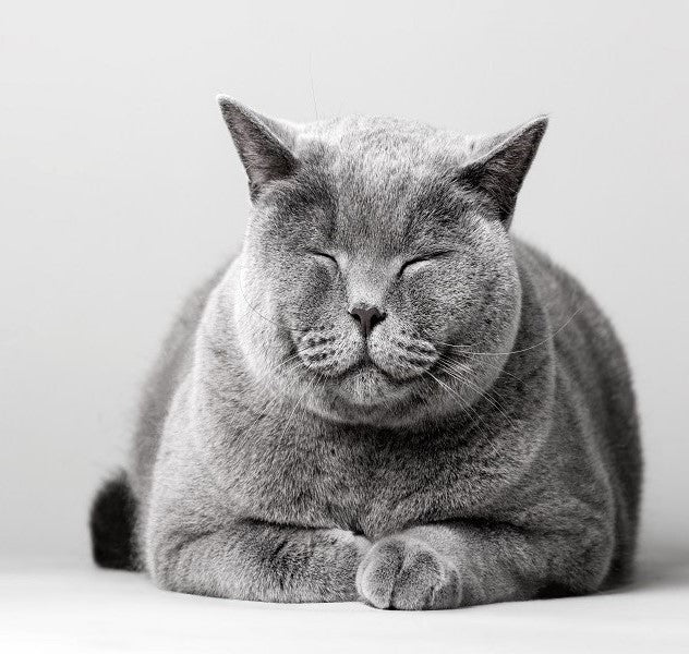 Cat Body Language: A Guide to Communicating with Your Cat