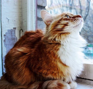 Toutes les choses à savoir sur les poils de chat