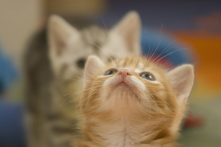 Les indications pour reconnaître le sexe de vos chatons, informezvous. Chic et Chat