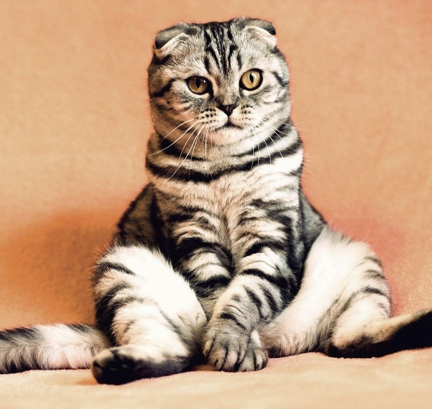 Best Funny Cat Videos: Our Top Picks