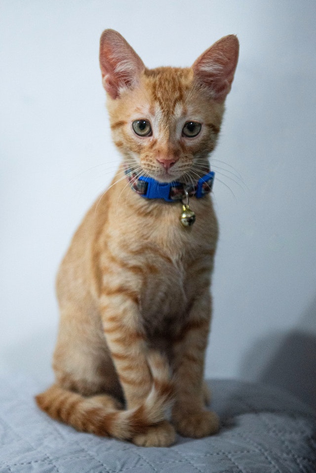 collar grabado para gatito