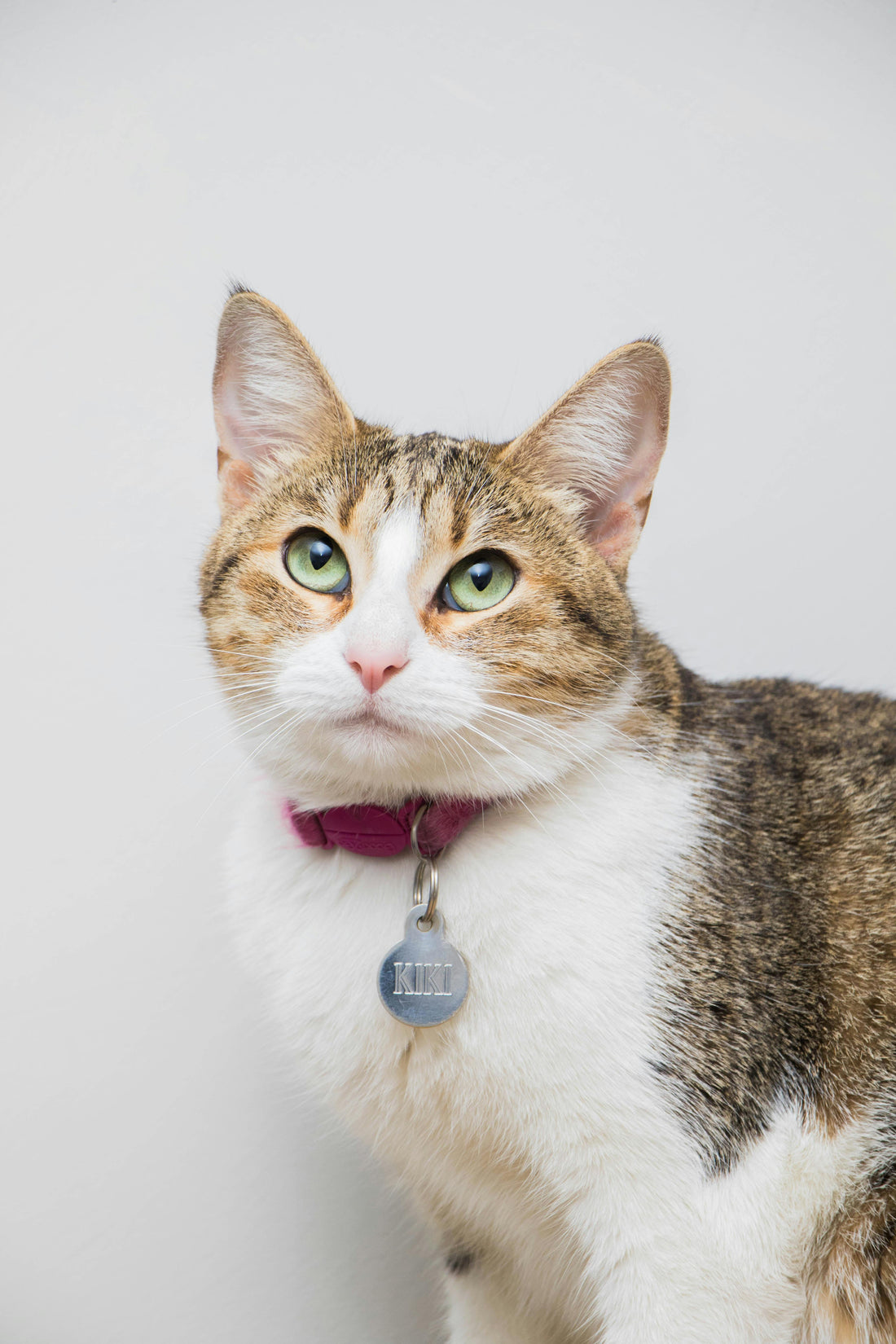 collier chat gravé nom