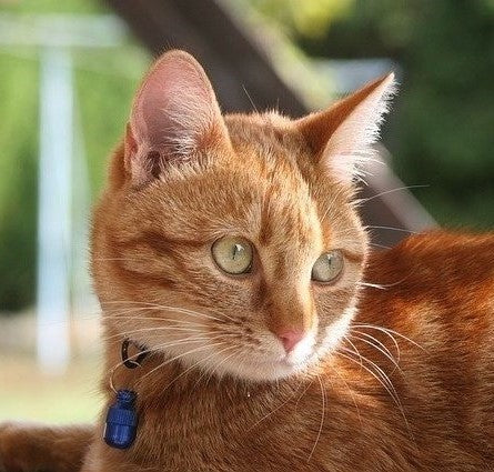 chat avec collier d'identification