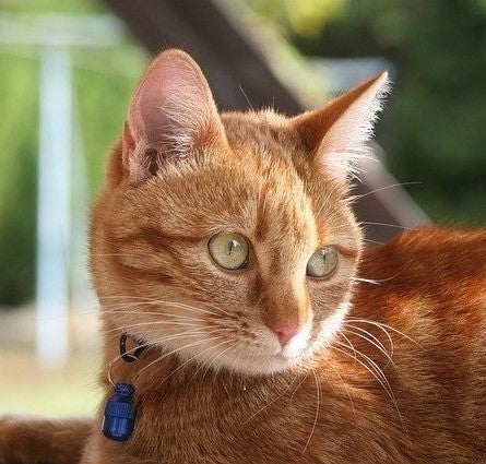 gato con collar identificativo