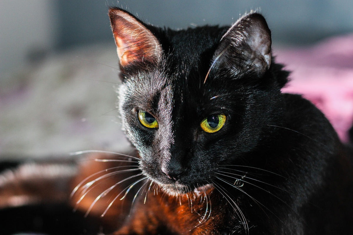 ¿Por qué el gato negro es un símbolo de Halloween?