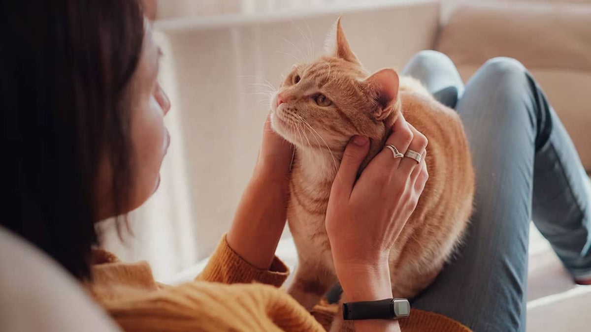 How to communicate with your cat