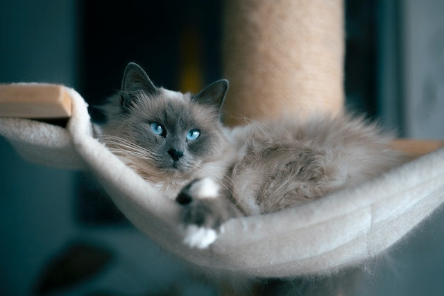¿Qué regalo original hacerle a su gato?