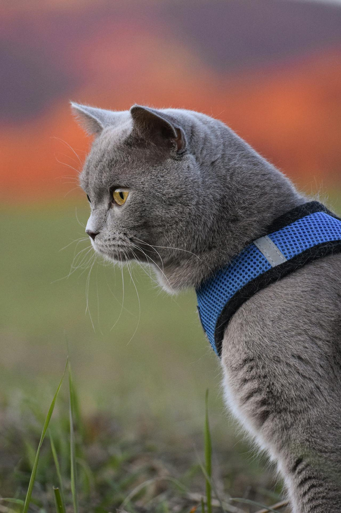 Chat portant un harnais anti-fugue et marchant en laisse lors d’une sortie sécurisée en extérieur