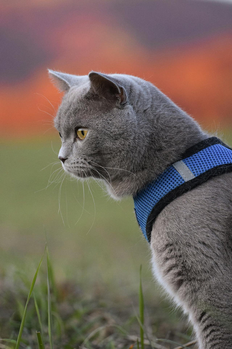 Katze mit ausbruchsicherem Katzengeschirr an der Leine bei einem sicheren Ausflug im Freien