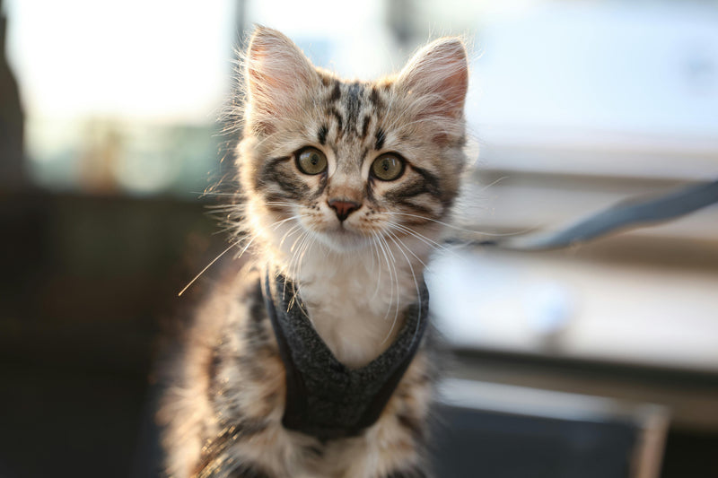 Katzengeschirr