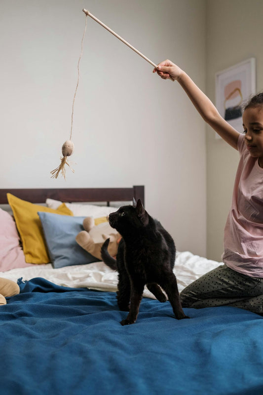 Les meilleurs jouets pour un chat d'appartement