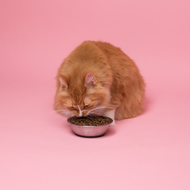 Dry cat food