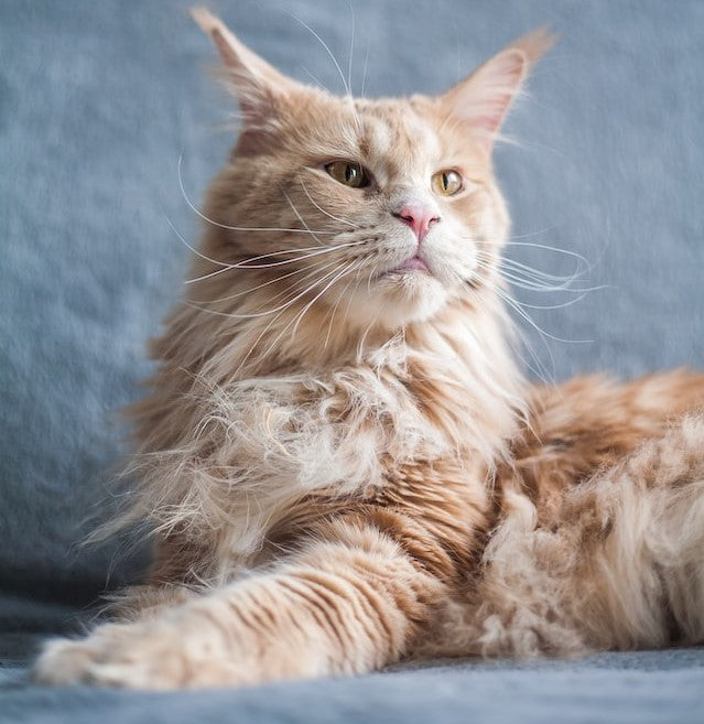 MOST popular CATS