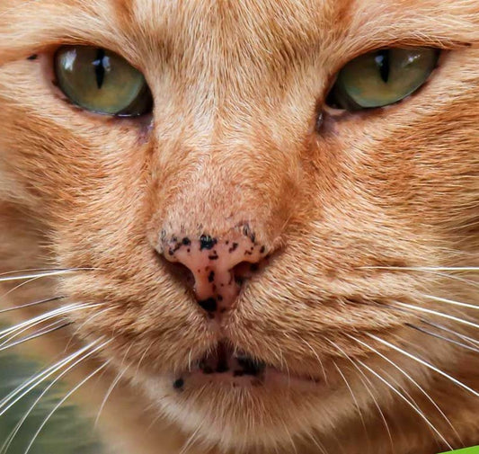 Pourquoi mon chat a des tâches noires sur le nez ?