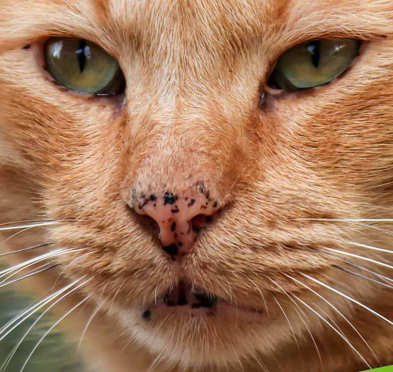 Black Spots on Cat Nose: Why Does My Cat Have Them?