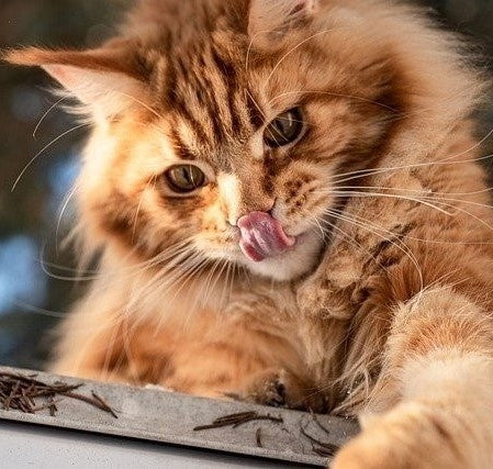 Langhaarkatzen Rassen: die 10 schönsten Katzen mit langem Fell