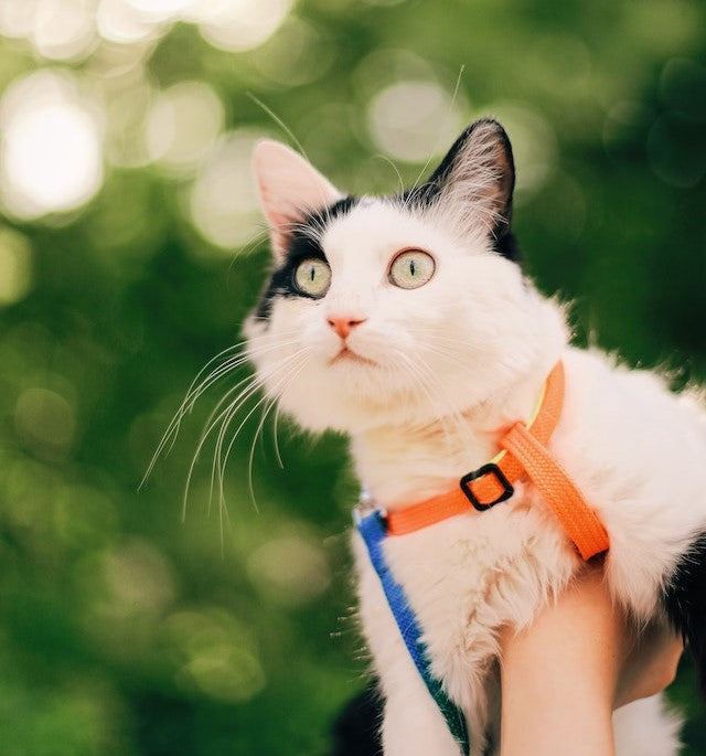 ¿Cómo pasear a su gato con total seguridad?