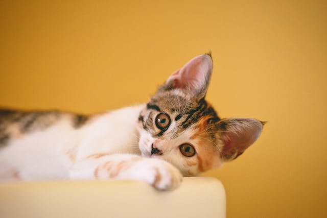 Le Clavaseptin chez les chats : un traitement efficace pour les infections félines