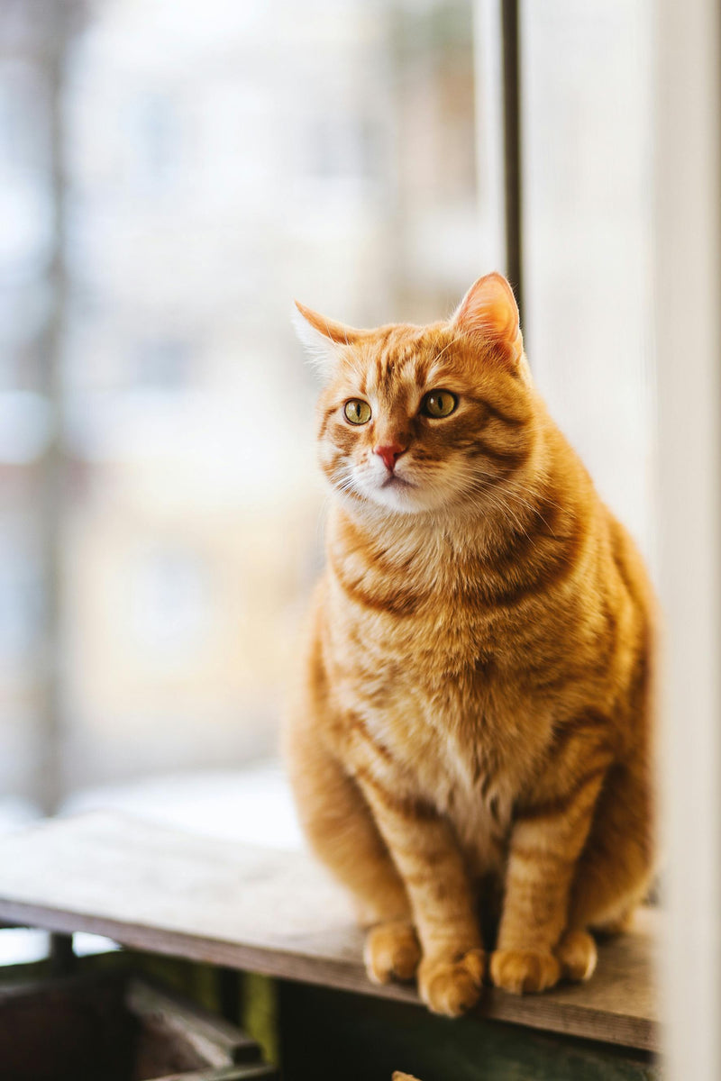 Idealgewicht der Katze