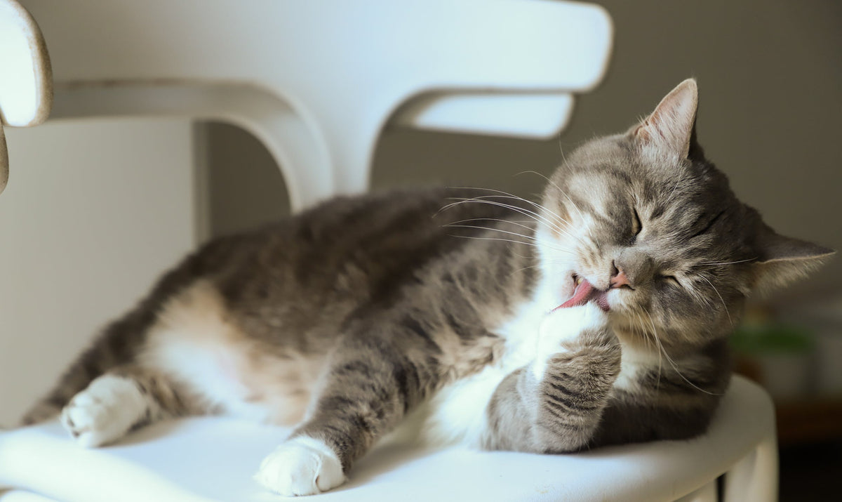Gatos: ¿qué seguro contratar para su mascota?