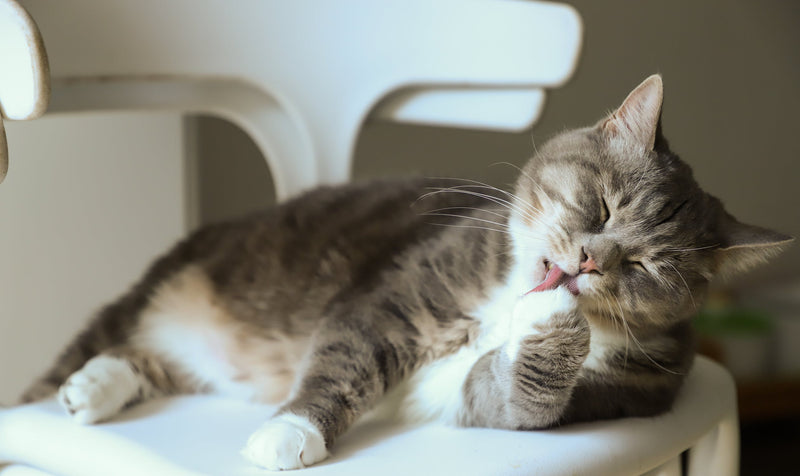 Katzen: welche Versicherung für Ihr Haustier?