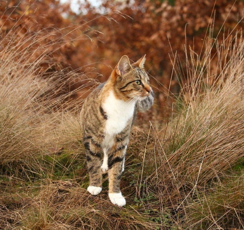 WIE SIE DAS RISIKO VERRINGERN, DASS IHRE KATZE AUSBÜXT