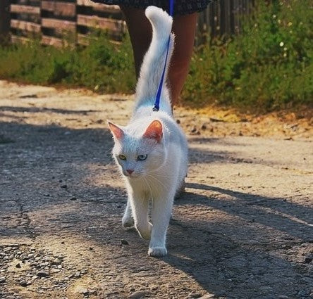 Spaziergang mit Katzengeschirr mit Leine