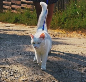 balade avec harnais pour chat laisse