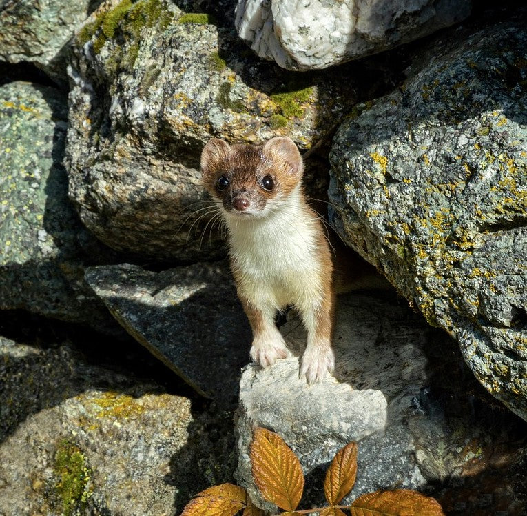 Stone Marten Droppings: How to Identify and Keep Them Out of Your Garden