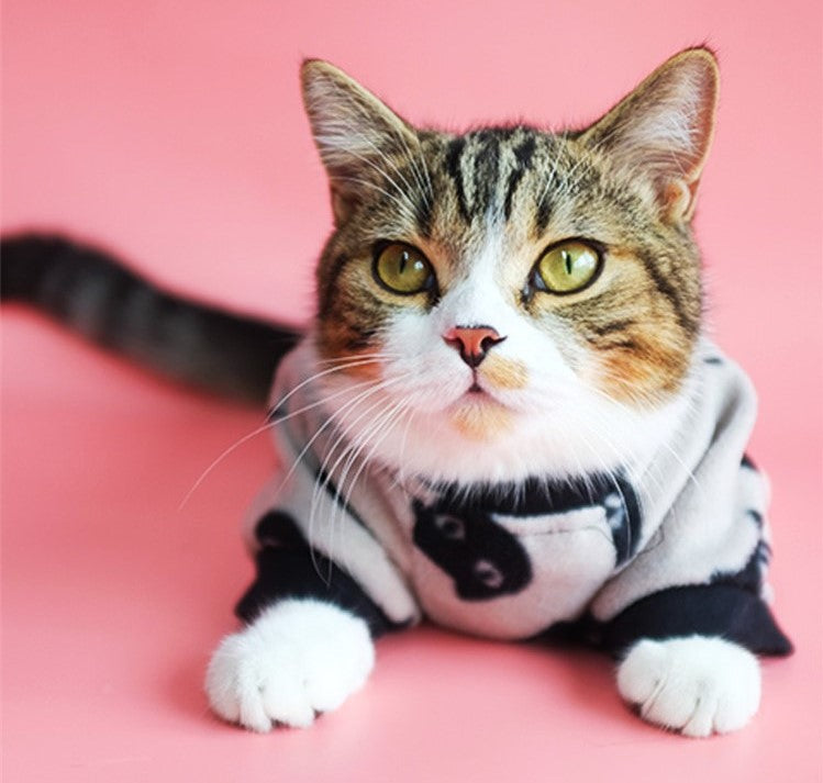 Kleidung für Katzen