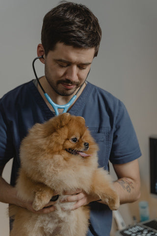Comment consulter un vétérinaire à son domicile ou à distance ?