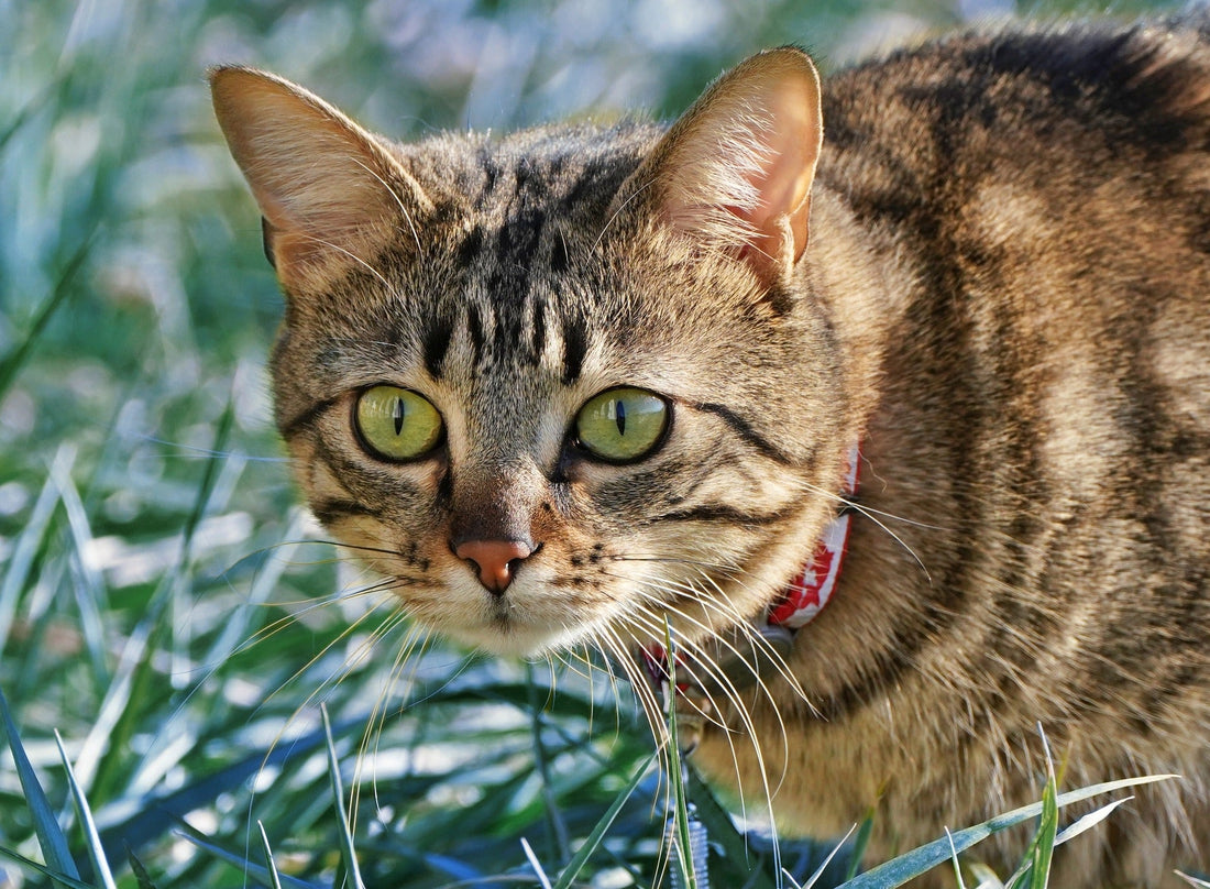 cadeau pour chat