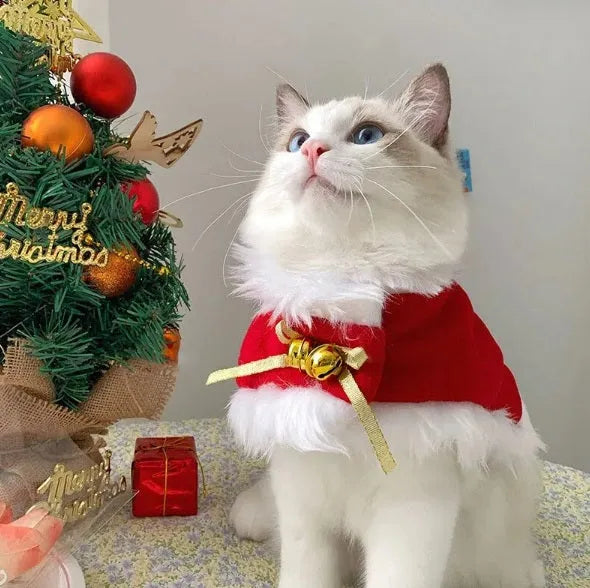 vetement noel pour chat