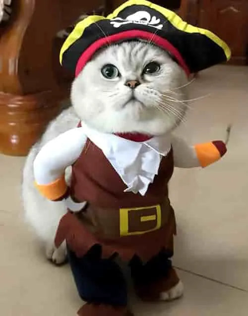 costume pour chat pirate fun