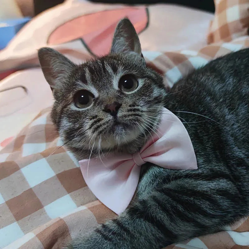 Gentleman Cat Bow Tie, Chic Accessory - Navy Blue | Chic et Chat