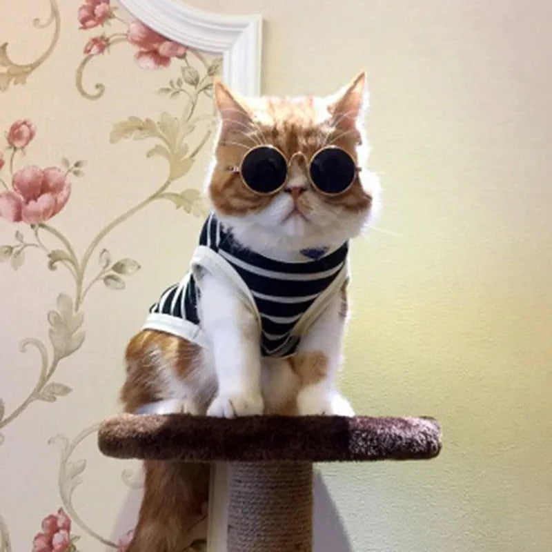 lunettes de soleil pour chats