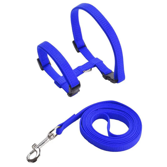 laisse pour chat bleu