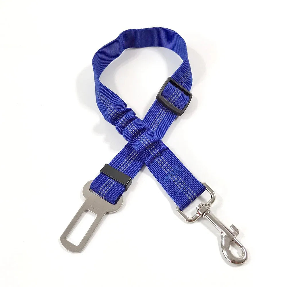 Gorgeous blue cat leash | Chic et Chat